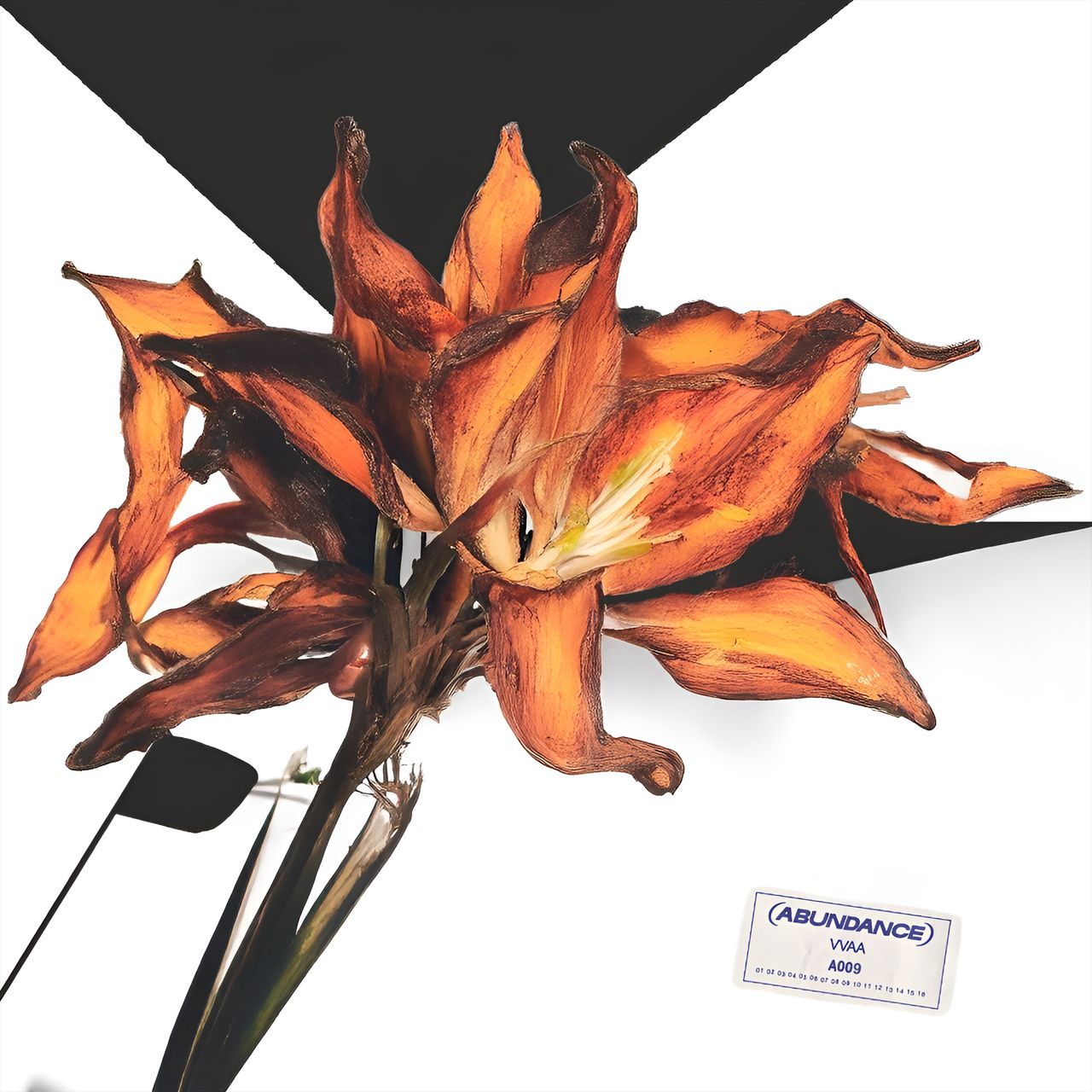 portada d'una flor seca sobre fons blanc i negre