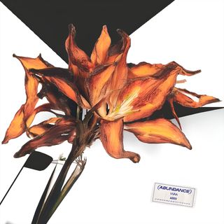 portada d'una flor seca sobre fons blanc i negre